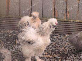 Silkie cockerel