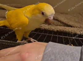 Yellow quaker parrot 5yrs old