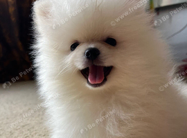 Your new Pom friend waiting for you
