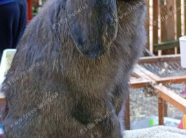 French lop