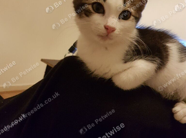 Playful male kitten, 3 months old.
