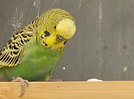 1 male budgie 14 weeks old