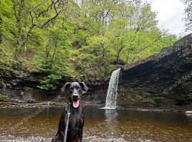 Male 4yr old Doberman