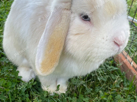 Friendly Mini Lop Male