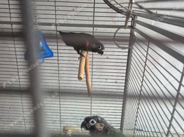 Bonded pair pearly conures