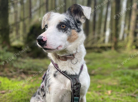4yo Border Collie Looking for an Active Loving Home