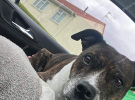 Tia is sadly looking for a new home
