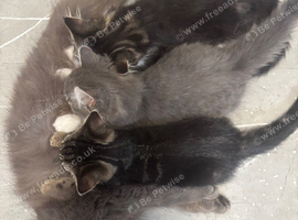 Maine coon x British short hair kittens