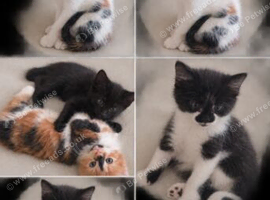 8 week old kittens