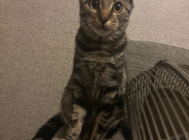 Tabby female