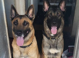3 Belgian Malinois puppies