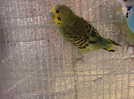 Budgie babies