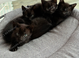 4 black kittens looking for new home