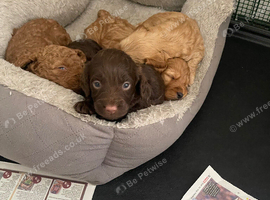 Pra clear miniture cockapoo puppies