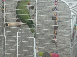 Pineapple the ringneck