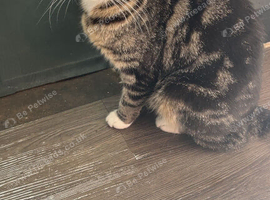 Adult cat