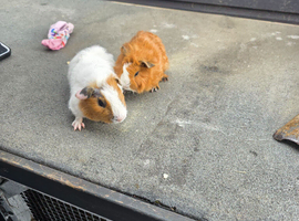 Male guinea pigs