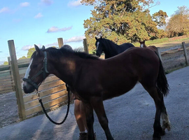Cob filly foal