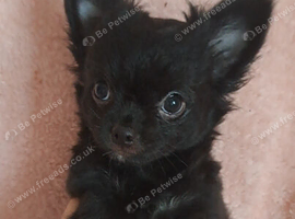 Ready Now Long coat chihuahua males