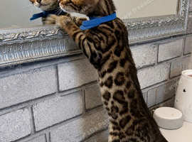 Beautiful Bengal Babies Ready Now