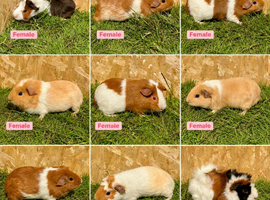 Females and male guinea pigs