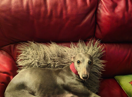 Blue 8yr old female Whippet