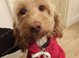 Cockapoo female