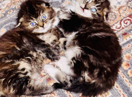 Scottish fold long hair