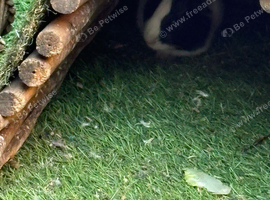 7 baby guinea pigs