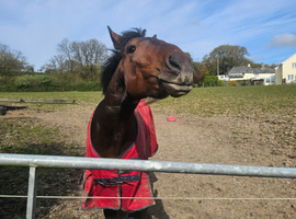 Pure cleveland bay stallion for loan