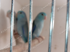 Celestial parolets