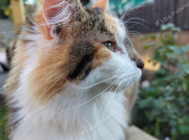 Beautiful girl