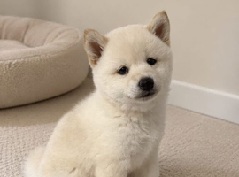 Japanese Shiba Inu puppies