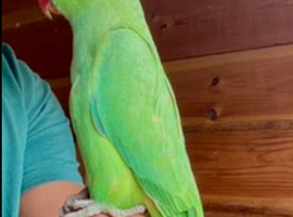 Baby green ring neck talking parrot