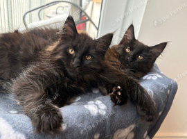 Maine coon (2 LEFT)