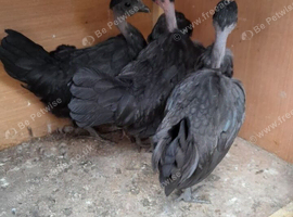 3 black necked neck chickens
