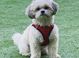 Male Shihtzu looking for new home