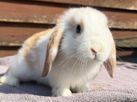 Mini lops