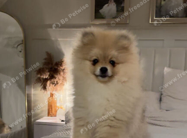 Beautiful Pomeranian boy looking for a loving home