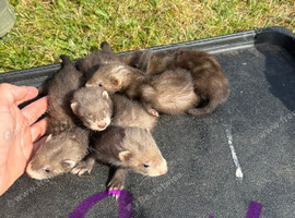Ferrets for sale