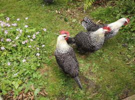 Silver Campine  fertile  eggs