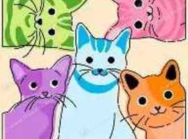 'The Purrfect Inn' Cat Boarding