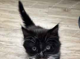 3 kittens for sale