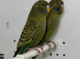 Beautiful Black face Budgies for sale
