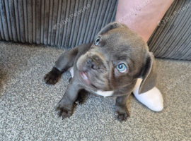 Male blue french bulldog puppy