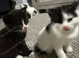 Kittens