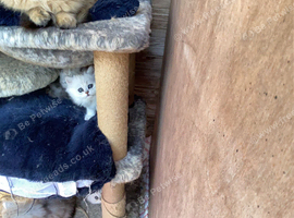 Persian chinchillas kittens