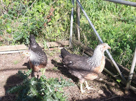 Silver partridge leghawn