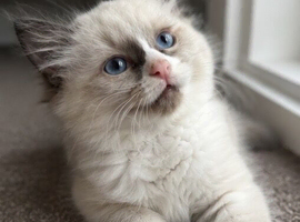 Ragdoll female bicolour