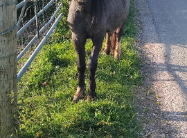 Welsh gelding